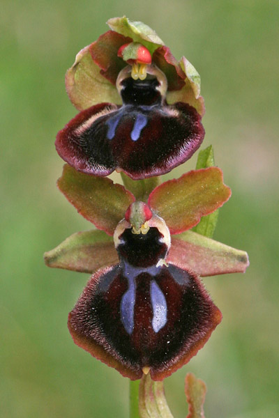 Ophrys passionis subsp. garganica, Ofride della Passione, Musmuseddus, Musconi, Orchidea aresti, Orchidea burda