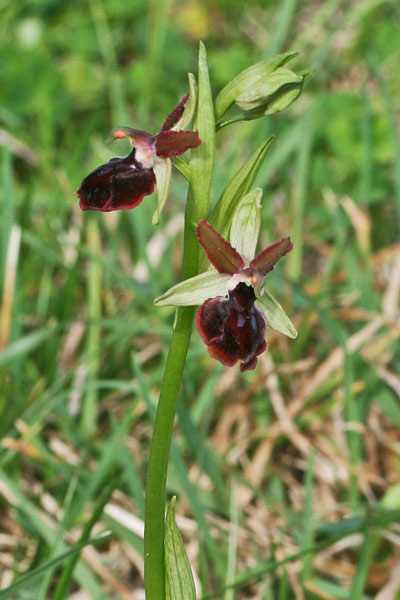 Ophrys passionis subsp. garganica, Ofride della Passione, Musmuseddus, Musconi, Orchidea aresti, Orchidea burda