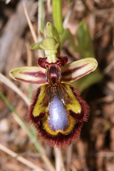 Ophrys speculum, Ofride ciliata, Ofride specchio