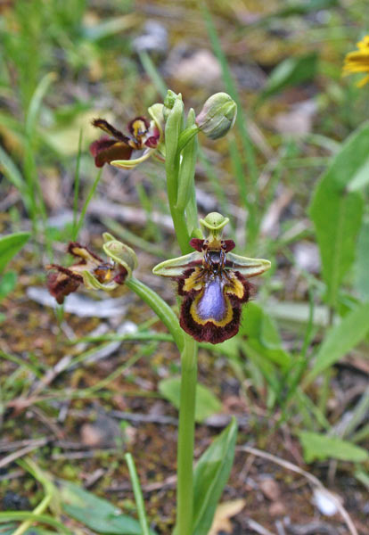 Ophrys speculum, Ofride ciliata, Ofride specchio