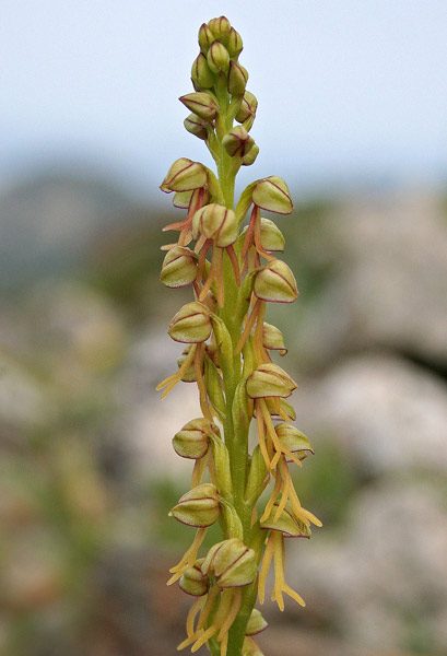 Orchis anthropophora, Aceras anthropophorum, Ballerina, Orchide uomo, Omineddus