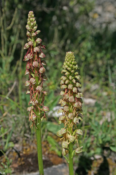 Orchis anthropophora, Aceras anthropophorum, Ballerina, Orchide uomo, Omineddus