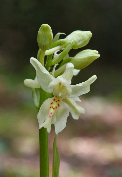 Orchis provincialis, Orchide gialla, Orchide provinciale, Zaccalafronti