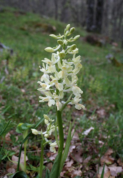 Orchis provincialis, Orchide gialla, Orchide provinciale, Zaccalafronti