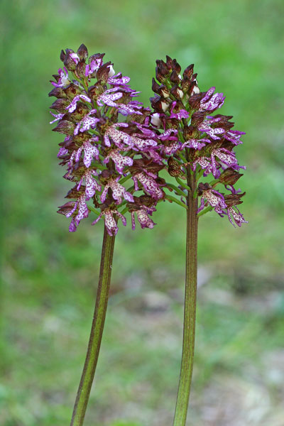 Orchis purpurea, Orchide maggiore, Orchidea purpurea, Orchidea aresti