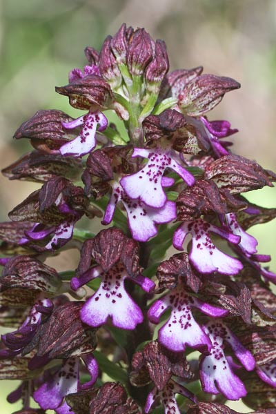 Orchis purpurea, Orchide maggiore, Orchidea purpurea, Orchidea aresti