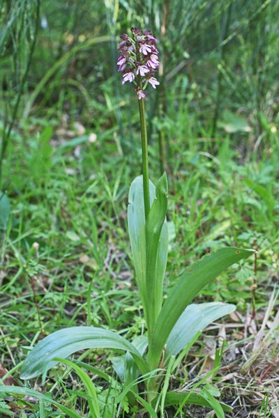 Orchis purpurea, Orchide maggiore, Orchidea purpurea, Orchidea aresti