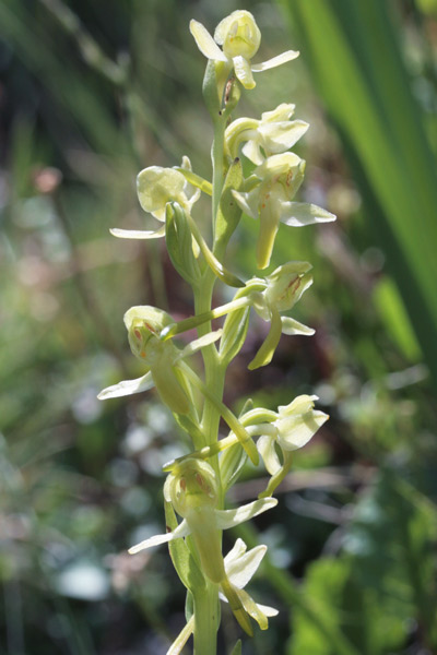 Platanthera algeriensis, Platantera algerina, P. d’Algeria