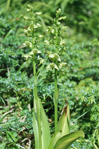 Platanthera algeriensis, Platantera algerina, P. d’Algeria