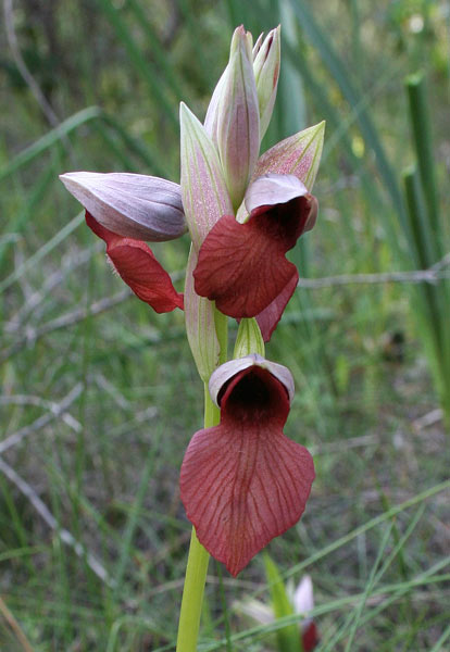 Serapias cordigera, Serapide cuoriforme