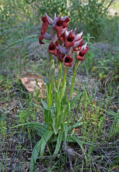 Serapias cordigera, Serapide cuoriforme