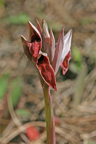 Serapias nurrica, Serapide della Nurra