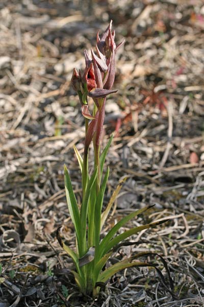 Serapias nurrica, Serapide della Nurra