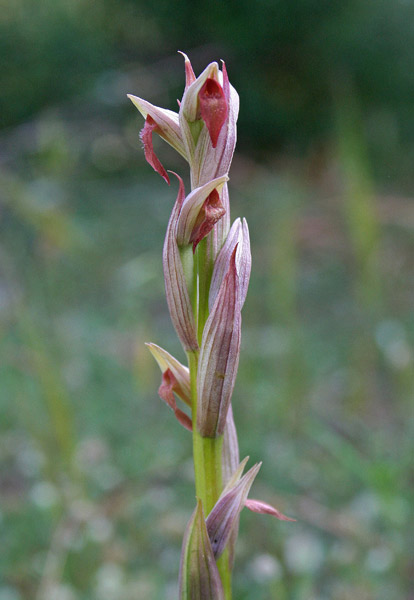 Serapias parviflora, Serapide minore, Lingua de pudda