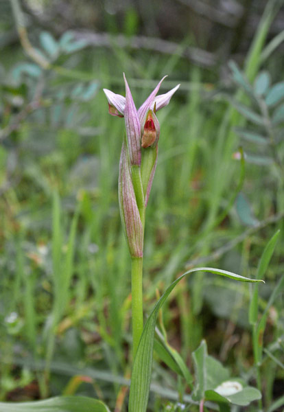 Serapias parviflora, Serapide minore, Lingua de pudda