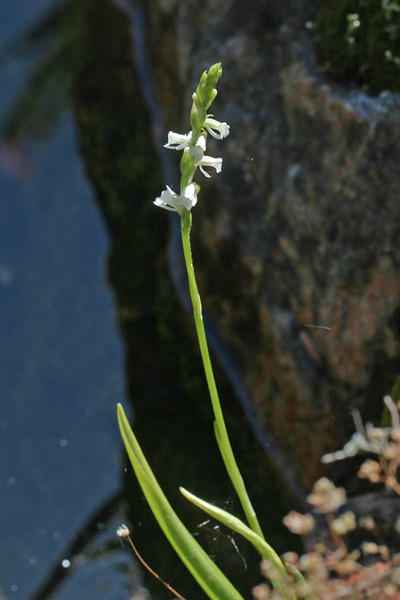 Spiranthes aestivalis, Viticcini estivi, Spirante estiva