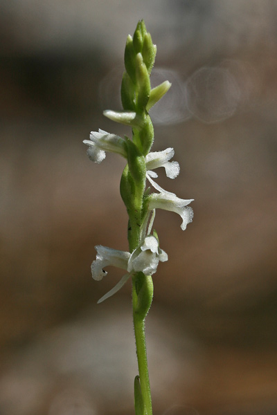 Spiranthes aestivalis, Viticcini estivi, Spirante estiva