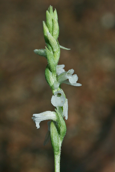 Spiranthes aestivalis, Viticcini estivi, Spirante estiva