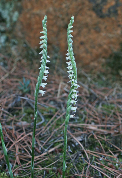 Spiranthes spiralis, Viticcini autunnali