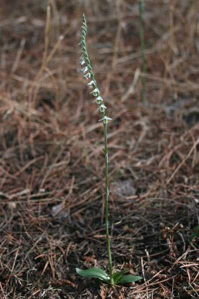 Spiranthes spiralis, Viticcini autunnali